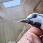Porcelain pied wagtail figurine close-up of head and beak